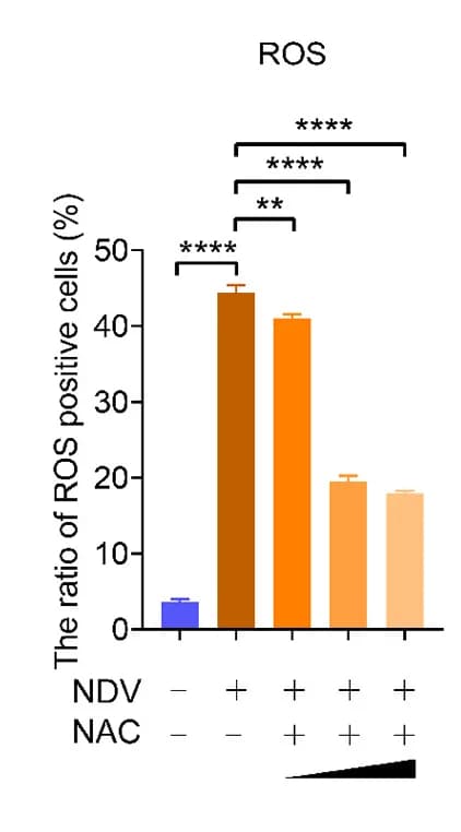 Open access visualization of Bar Plot, Error Bars, ROS-Positive Cells, Quantification, Fluorescent Cells