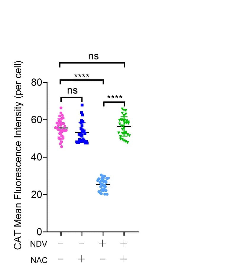 Open access visualization of Scatter Plot, Mean Fluorescence Intensity, ImageJ, Statistical Analysis, SEM