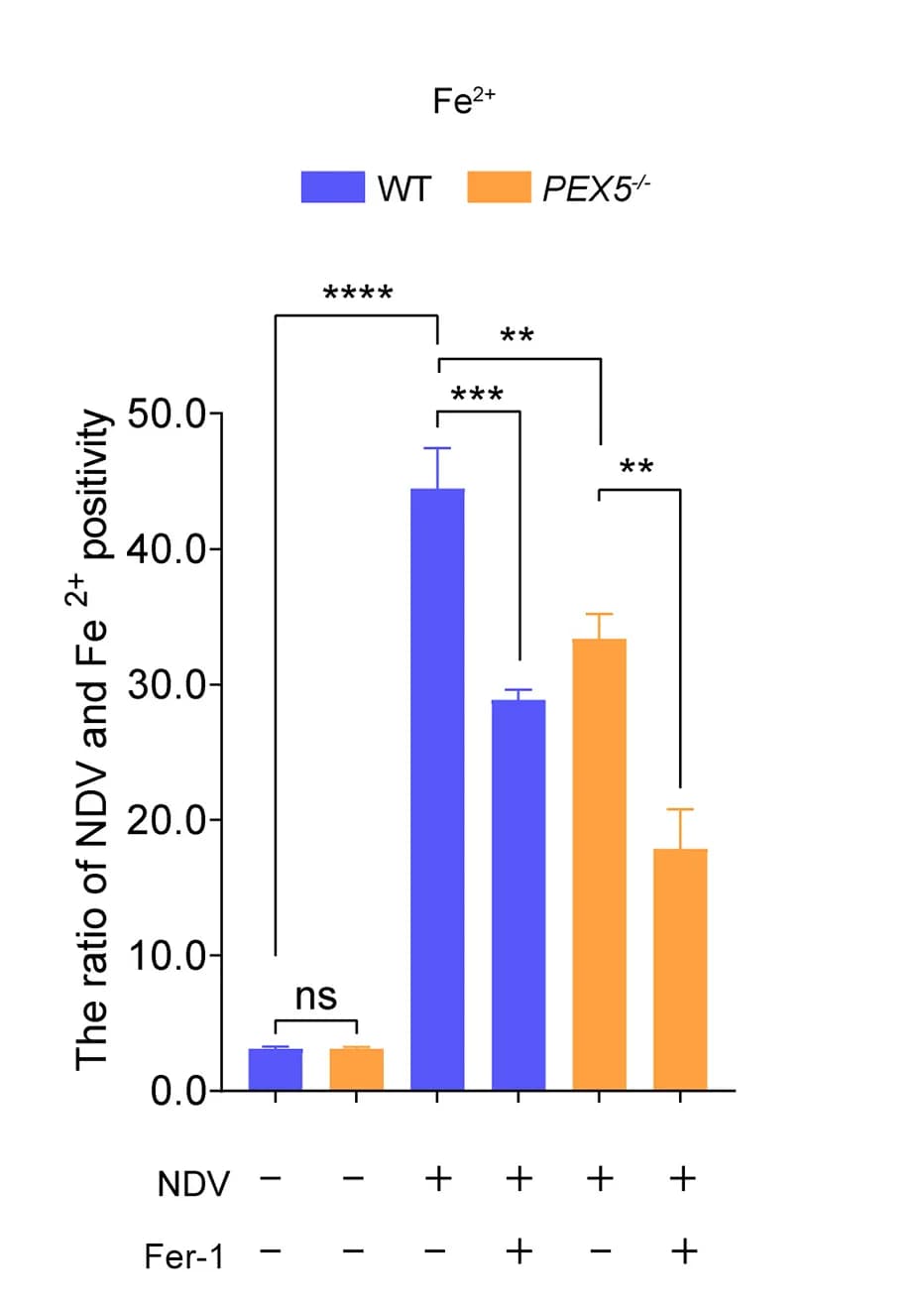 Open access visualization of Bar Plot, Error Bars, Clustered, RFP-tagged NDV, Fe2+-double-positive Cells