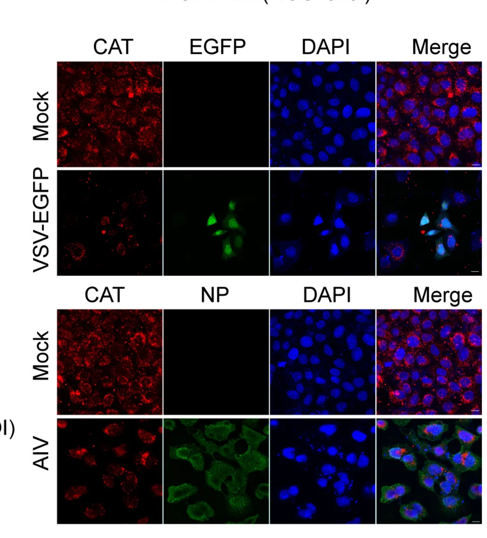 Open access visualization of Microscopy, IFA, A549 Cells, VSV, AIV