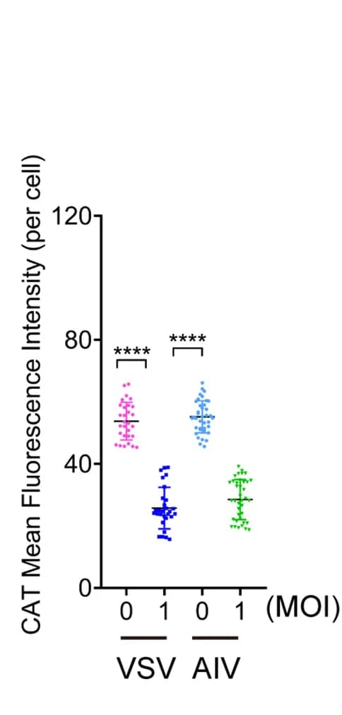 Open access visualization of Scatter Plot, Error Bars, Fluorescence Intensity, ImageJ, Quantification