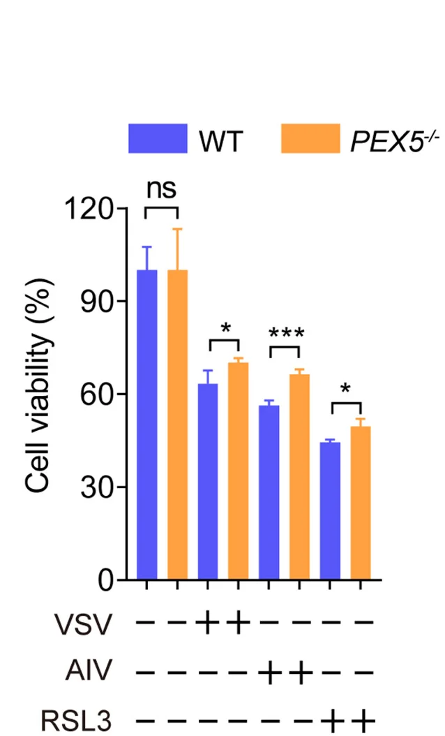 Open access visualization of Bar Plot, Clustered, Error Bars, WT, PEX5−/− A549 Cells