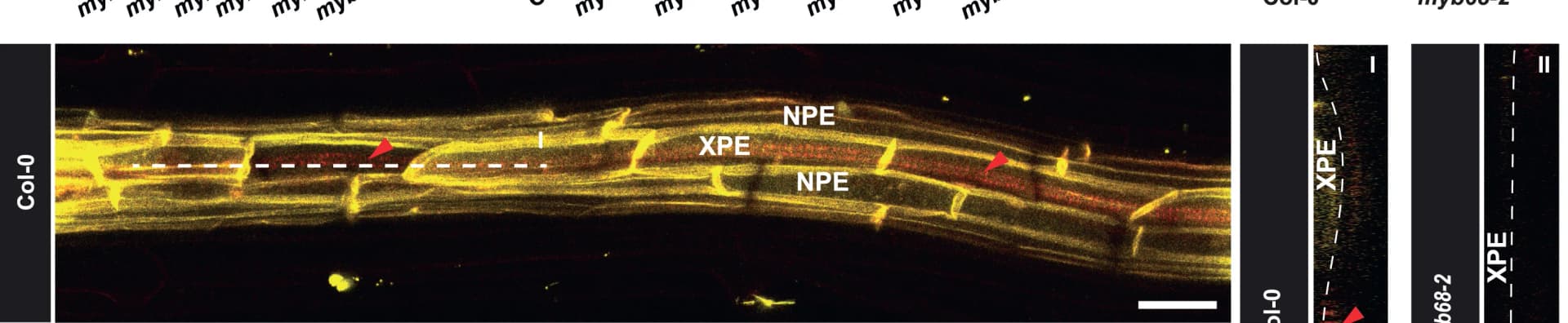 Open access visualization of Microscopy, Confocal Projections, Suberized Zone, Lignin, Autofluorescence