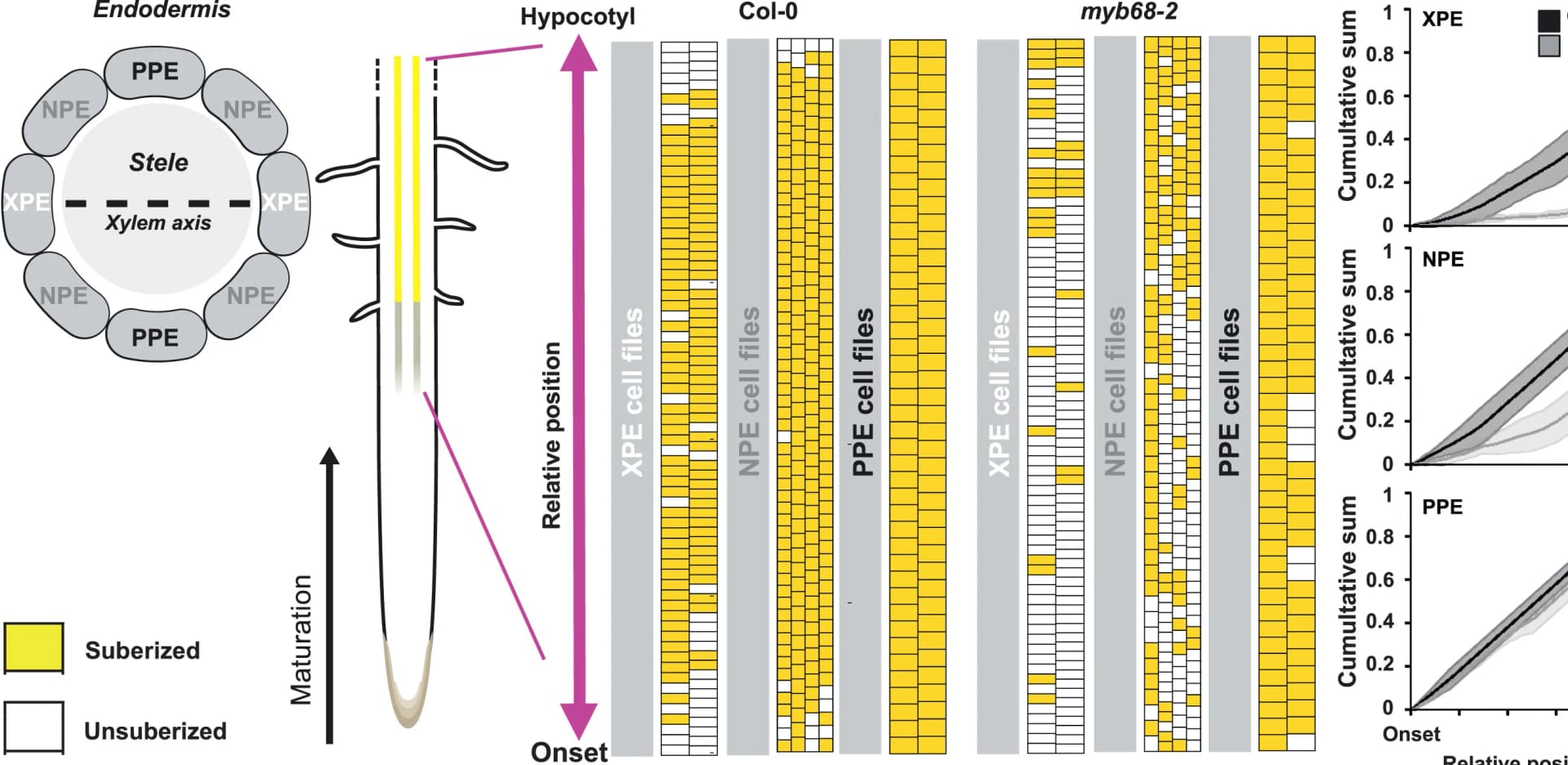 Open access visualization of Illustration, Line Plot, Line Step, Suberin, Roots