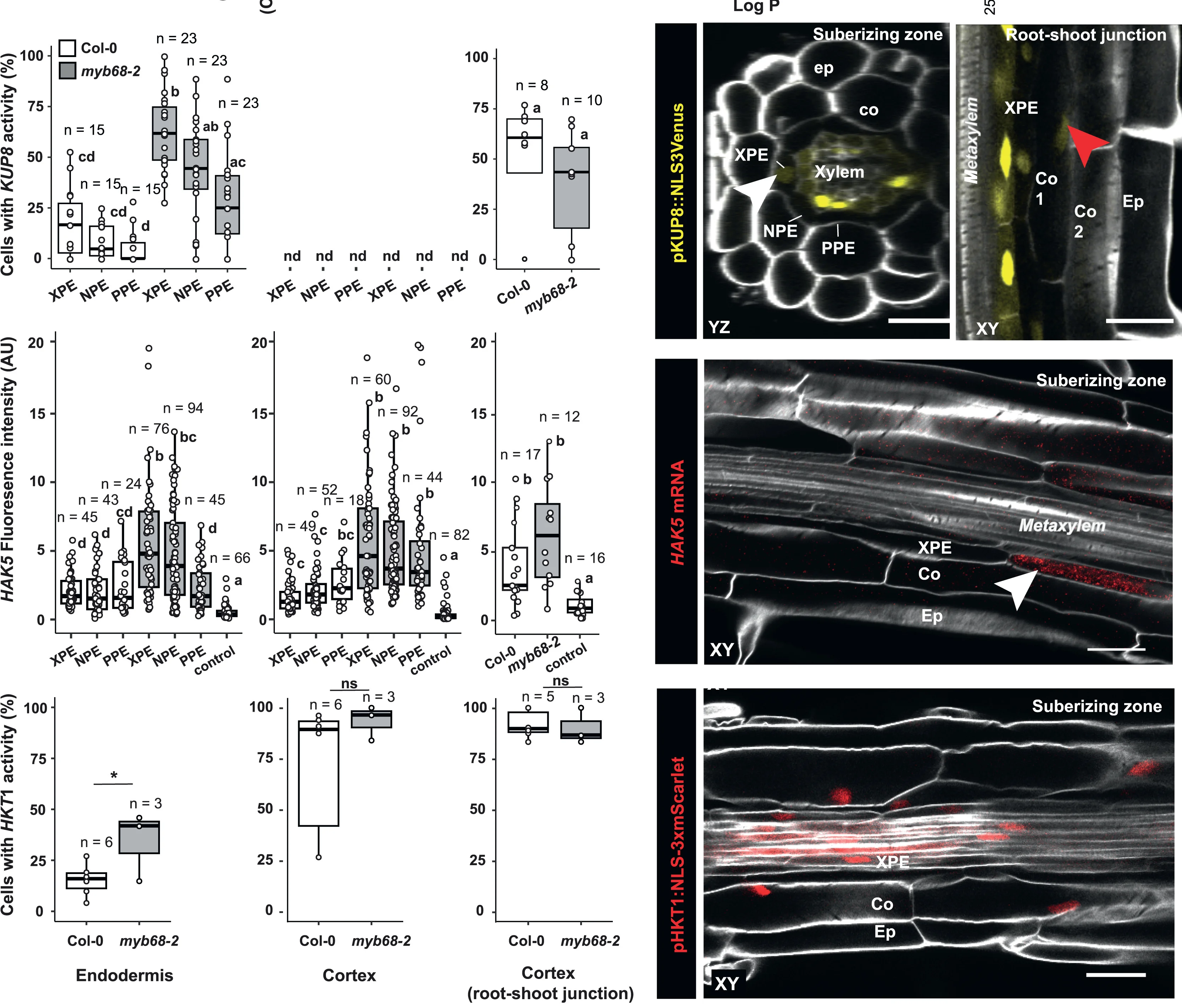Open access visualization of Box Plot, Microscopy, Transcriptional Activity, Gene Expression, Endodermis