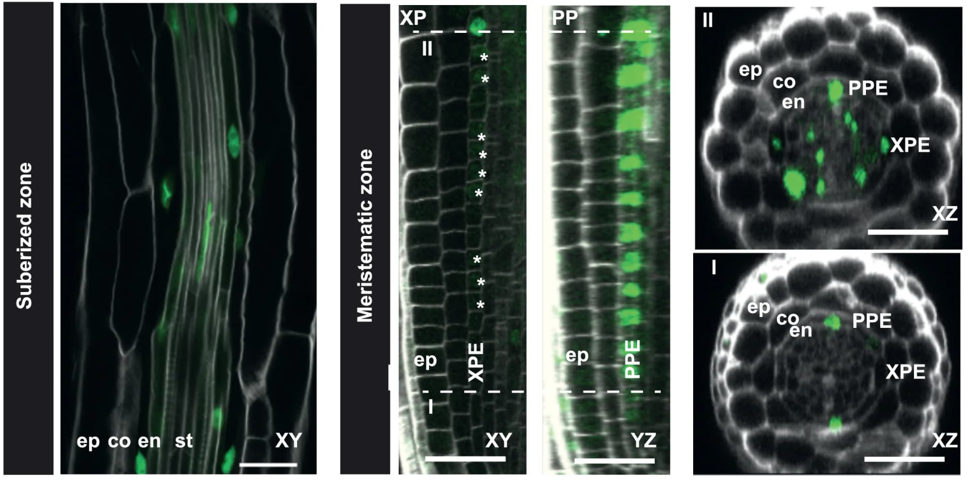 Open access visualization of Microscopy, MYB68, Roots, Seedlings, Transcriptional Reporter