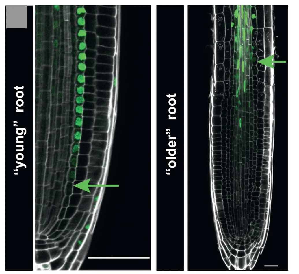Open access visualization of Microscopy, MYB68, Expression, Roots, Seedlings