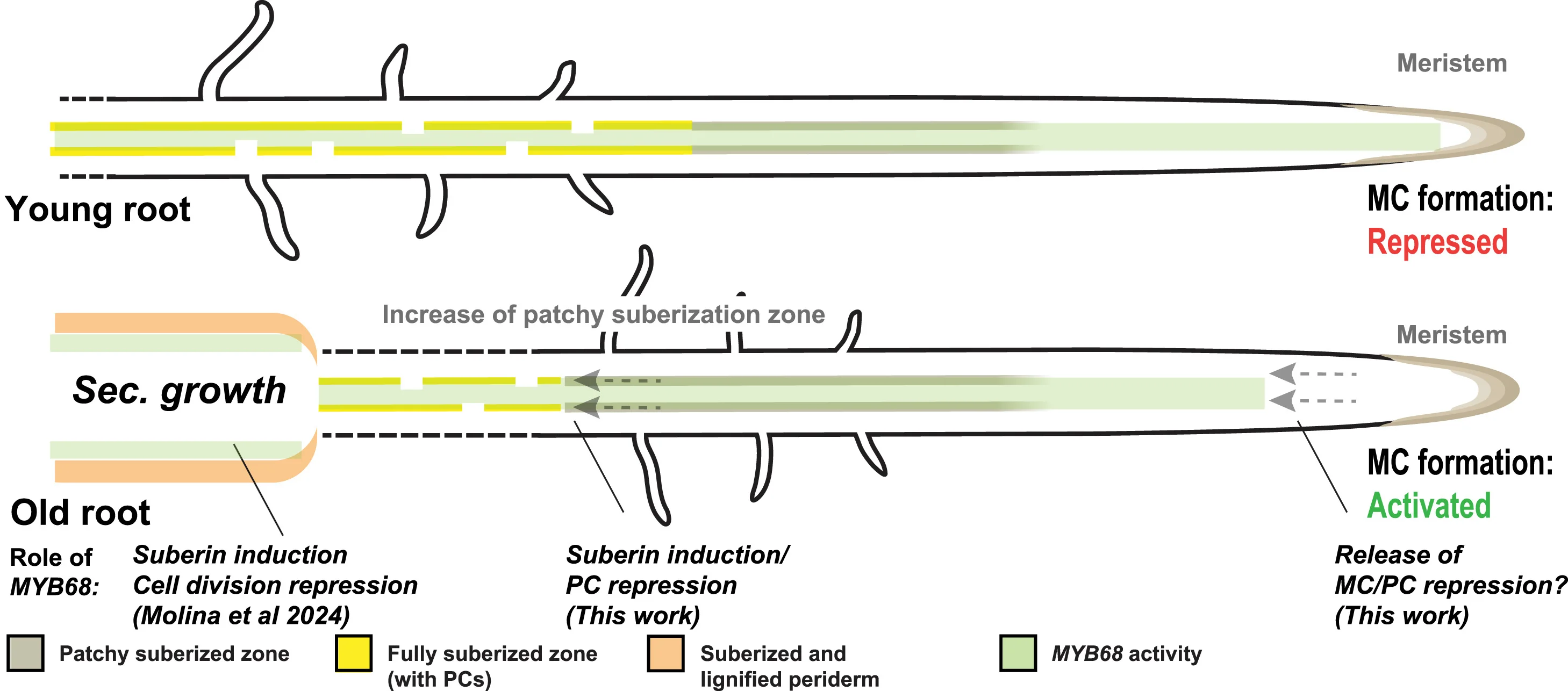 Open access visualization of Illustration, Workflow, Roots, MYB68, Meristem