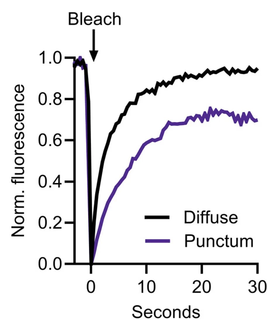 Open access visualization of Line Plot, Photobleaching, RIB-GFP2, Recovery