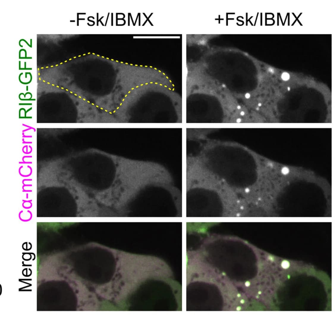 Open access visualization of Microscopy, HEK293T Cells, RIB-GFP2, Ca-mCherry, cAMP Stimulation