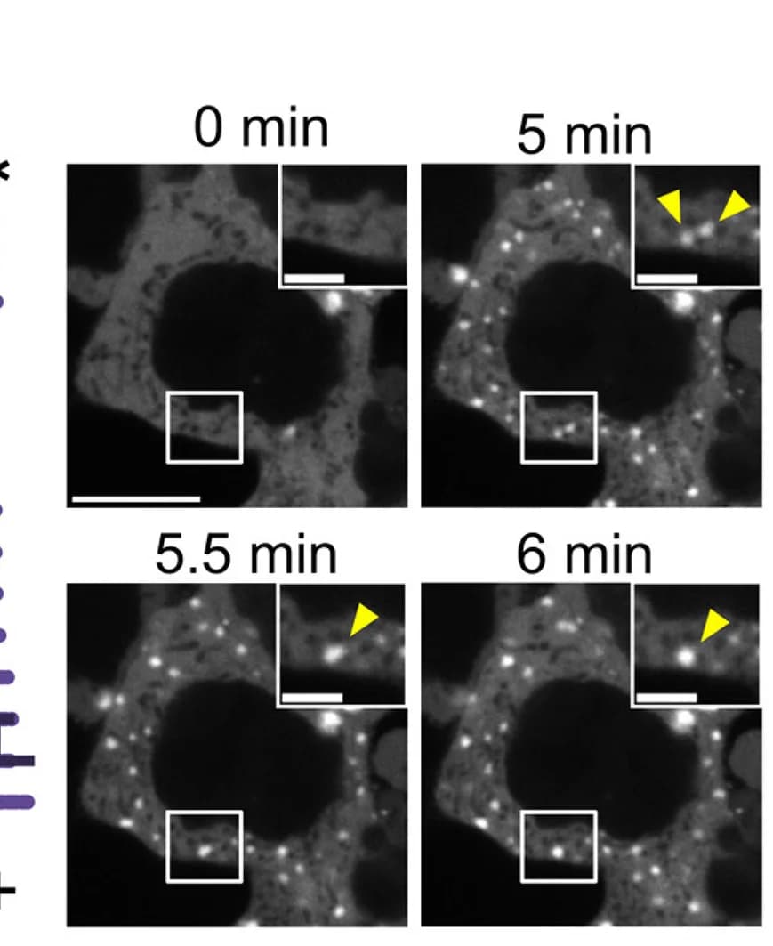 Open access visualization of Microscopy, Bar Plot, Histogram, Time-Lapse, Fusion