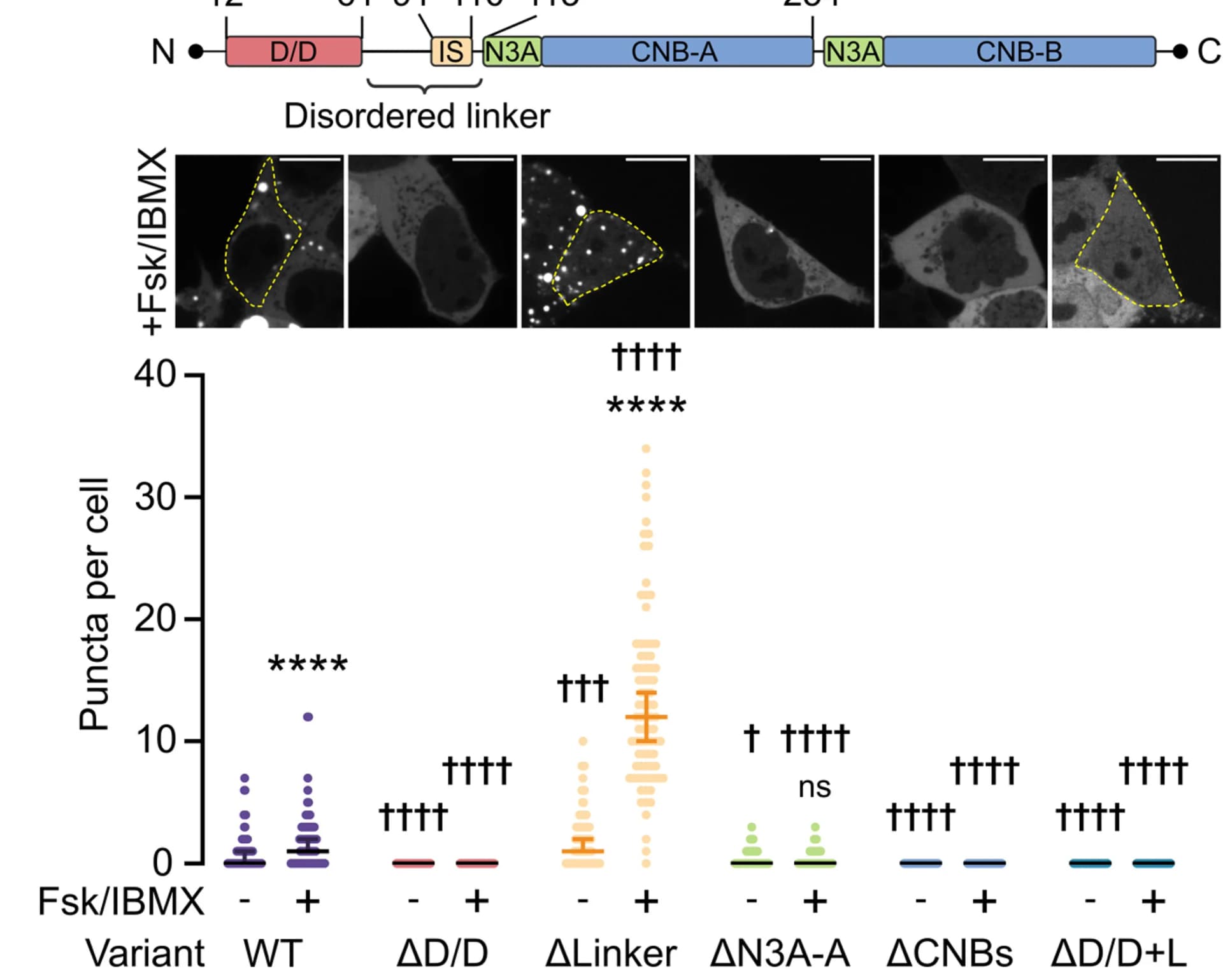 Open access visualization of Scatter Plot, Error Bars, Illustration, Puncta Quantification, GFP2-tagged RIβ