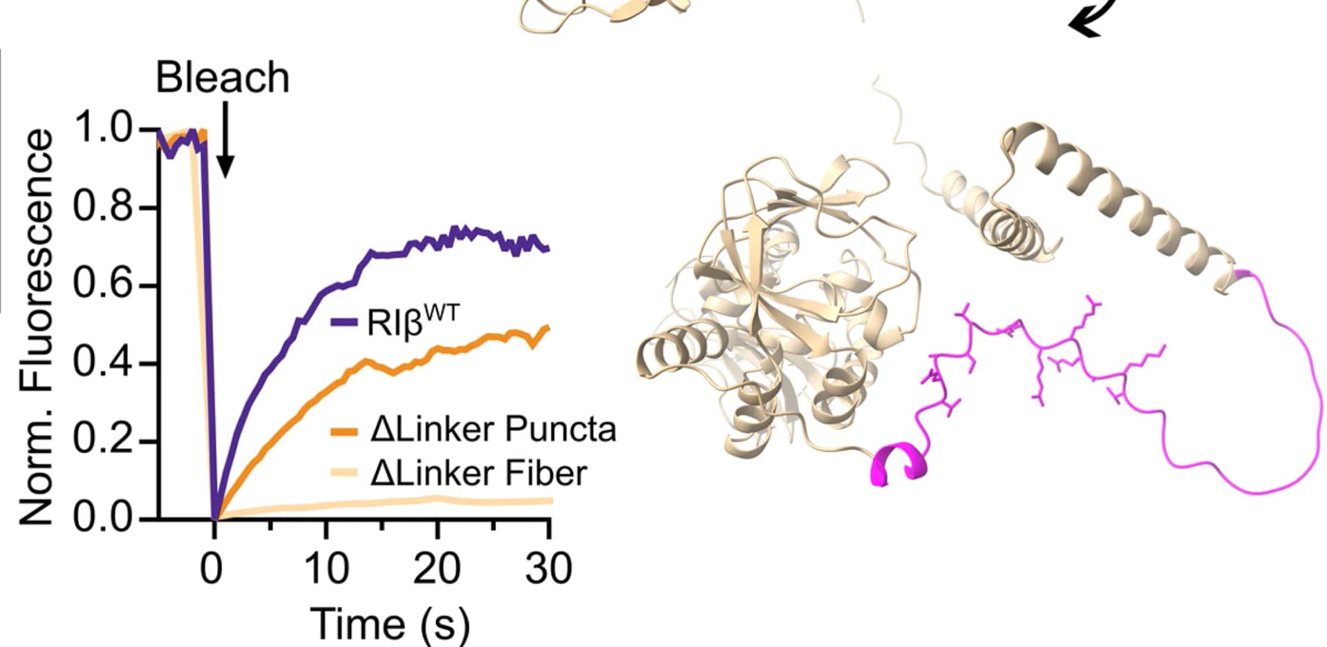 Open access visualization of Line Plot, Recovery Curves, Photobleached RIβΔLinkercondensates, Scale Bars, Cell Borders