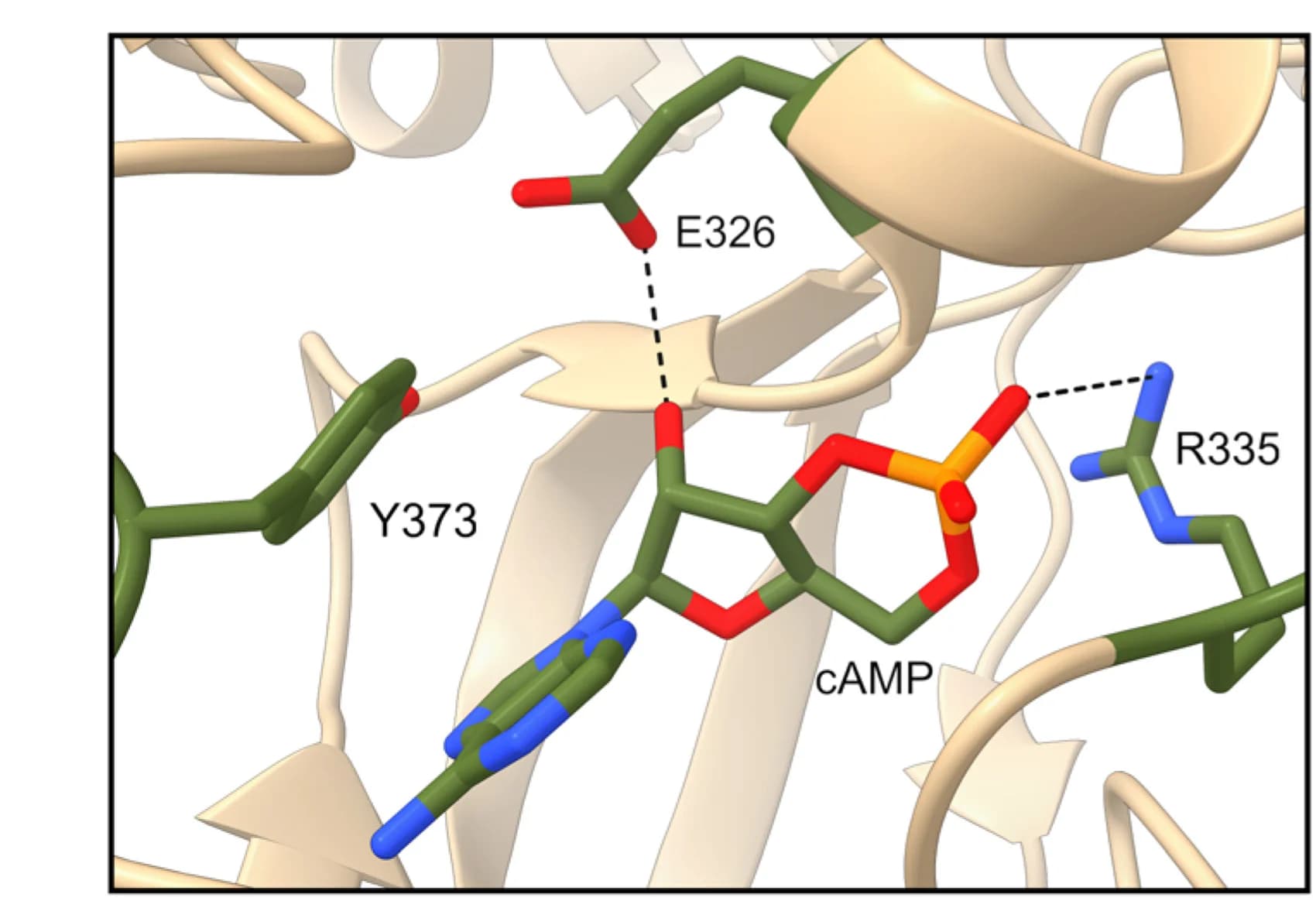 Open access visualization of Protein Structure, Chemical Structure, CNB-B cAMP Binding Cassette, cAMP-bound RIα structure, PDB