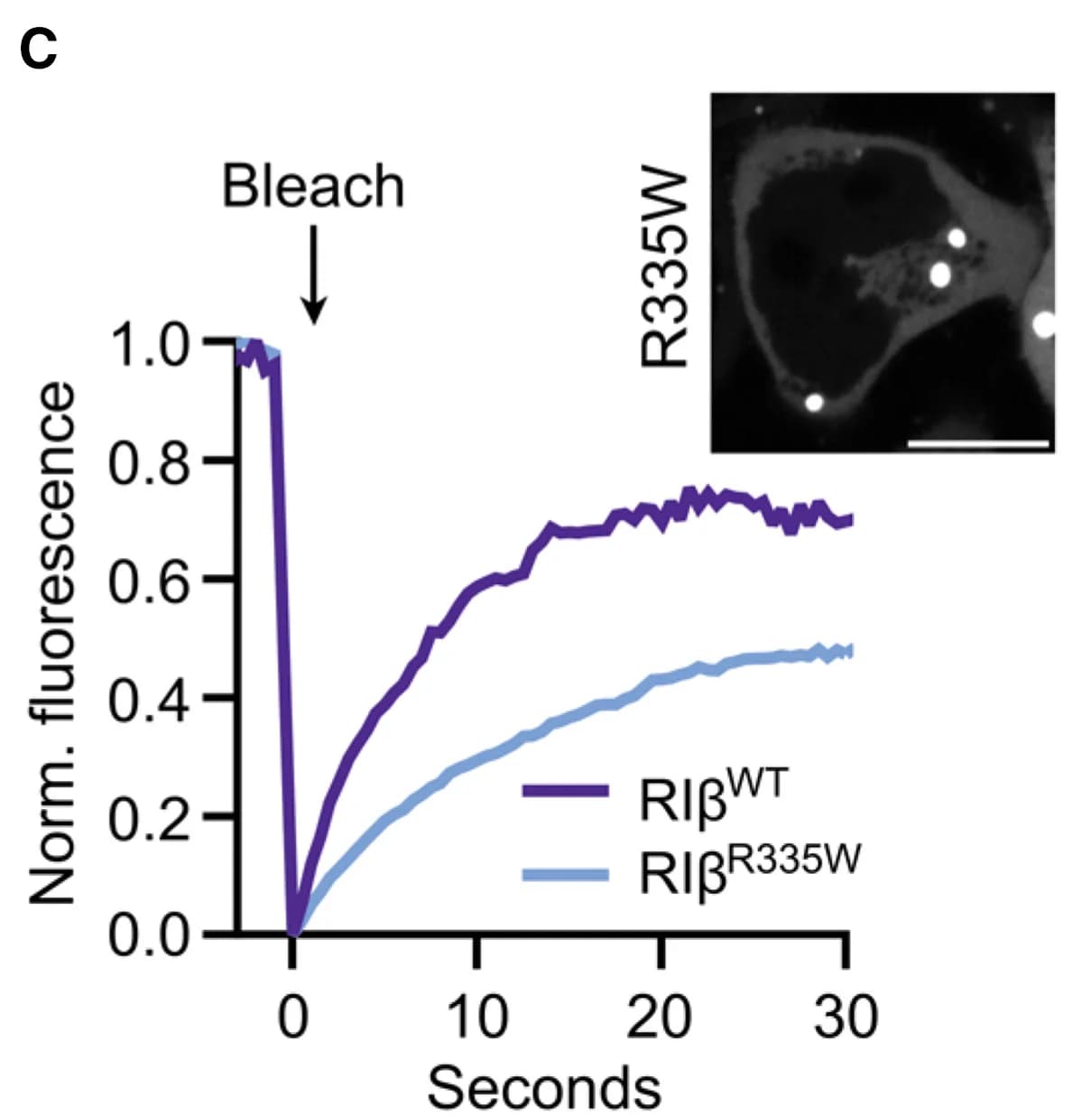 Open access visualization of Line Plot, Microscopy, HEK293T Cells, RIβR335W-GFP2, Image