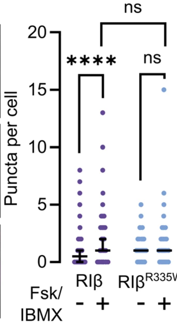 Open access visualization of Scatter Plot, Error Bars, Puncta Quantification, Cells, Wilcoxon Test