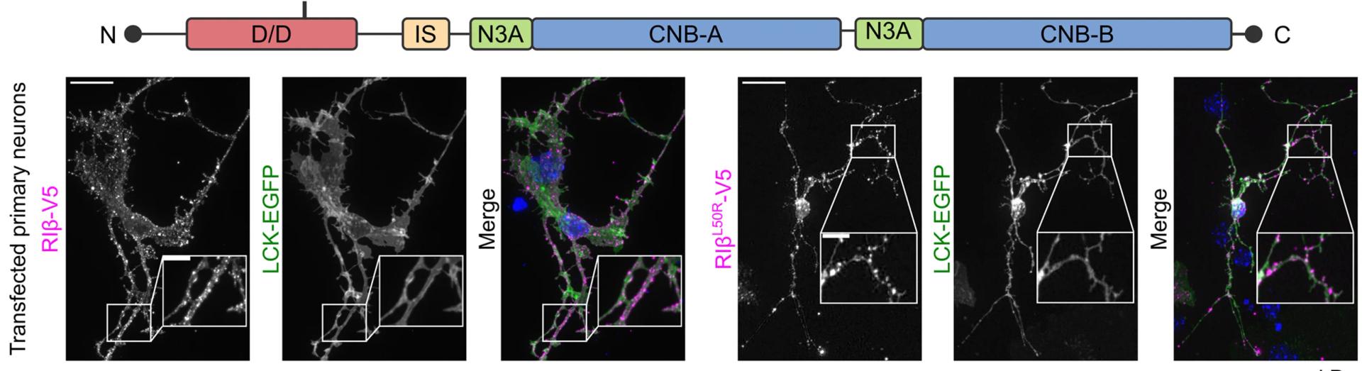 Open access visualization of Microscopy, Photo, Illustration, RIβWT, RIβL50R-V5