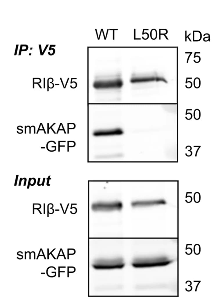 Open access visualization of Gel, Images, Pearson's Correlations, Co-immunoprecipitation, smAKAP