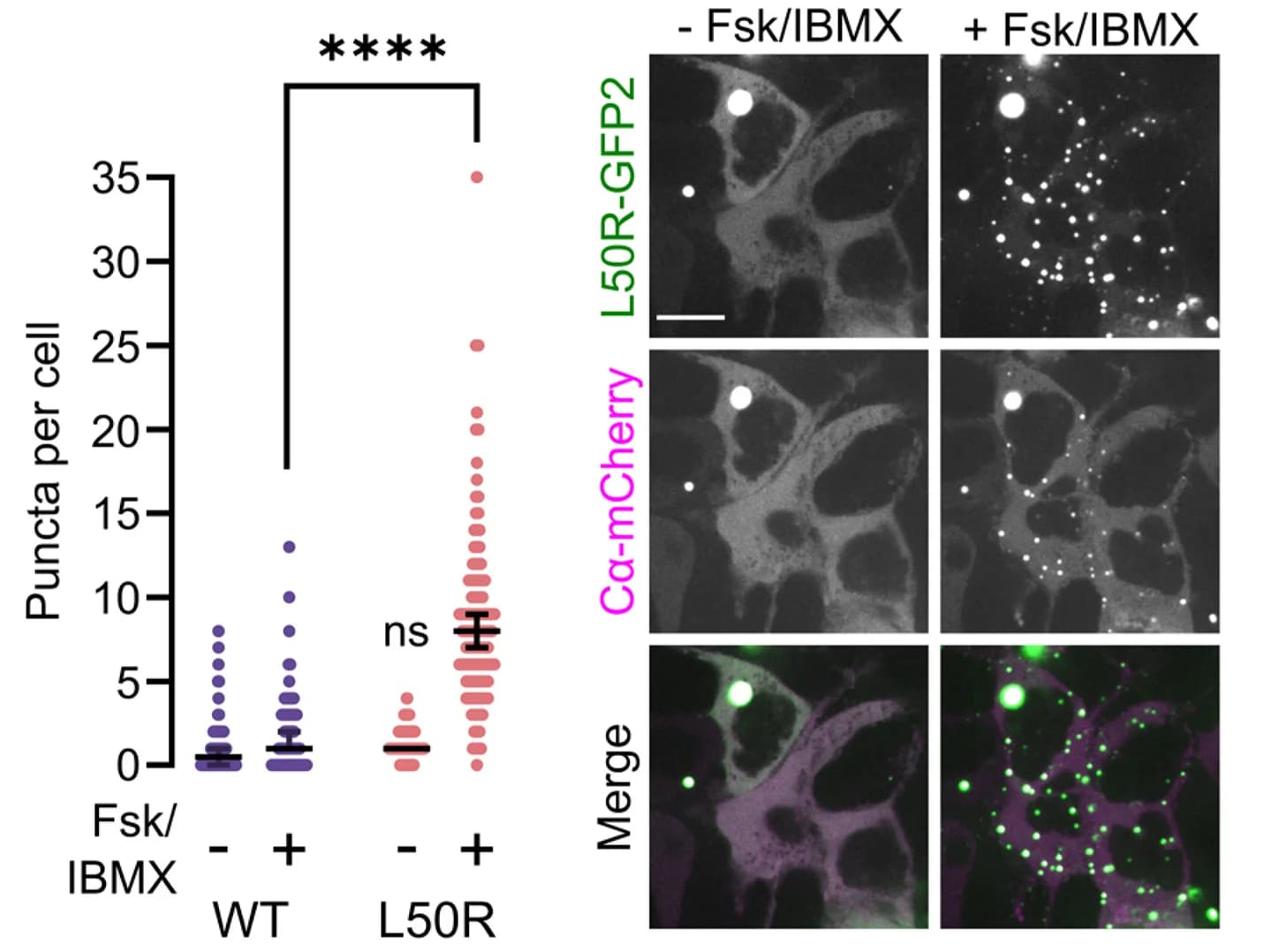 Open access visualization of Scatter Plot, Microscopy, Quantification, Puncta, RIβL50R-GFP2