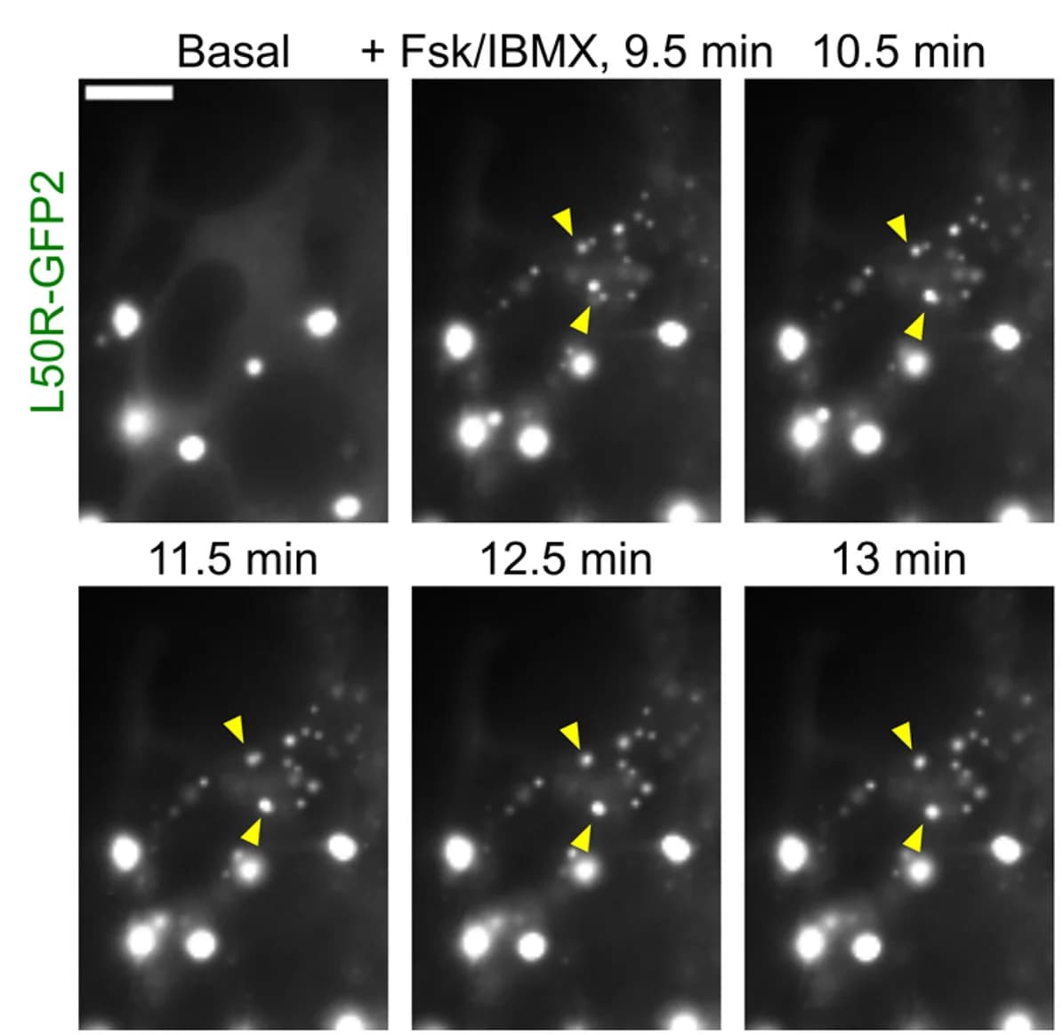 Open access visualization of Microscopy, Time-lapse Images, Fsk/IBMX, Cells, RIβL50R-GFP2