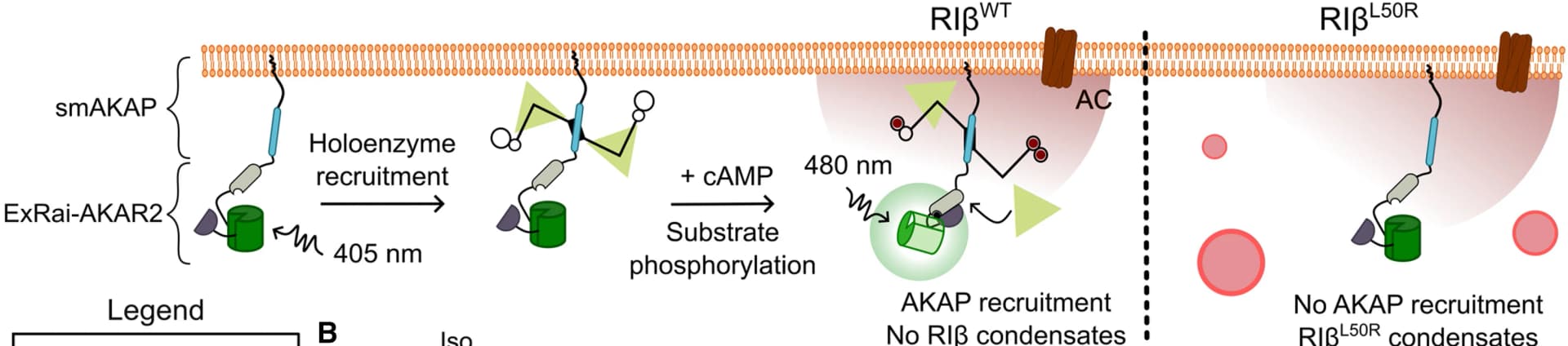 Open access visualization of Workflow, Illustration, smAKAP, PKA Activity, Assay