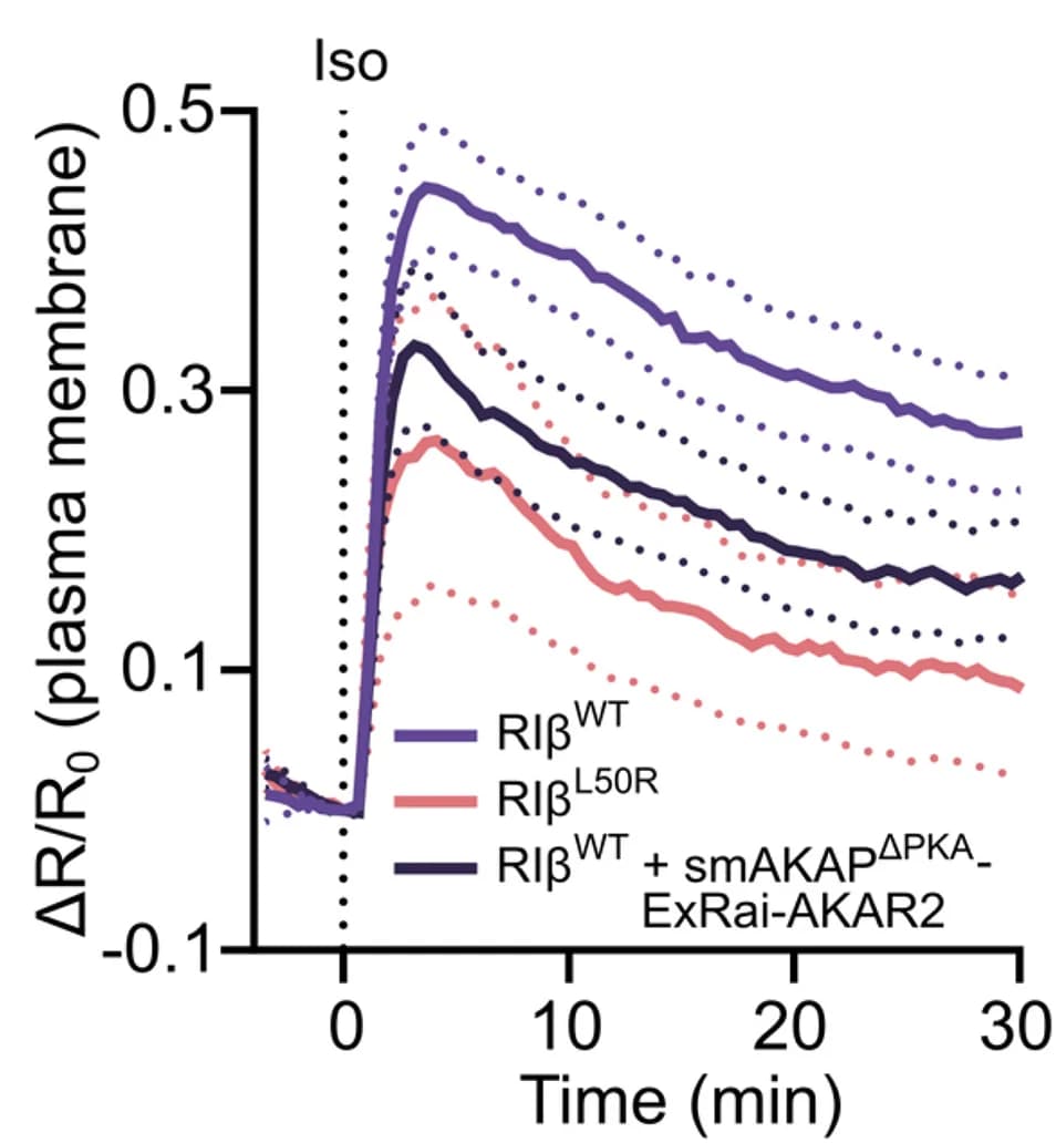 Open access visualization of Line Plot, Error Bars, PKA Activity, Activity Curves, Statistics