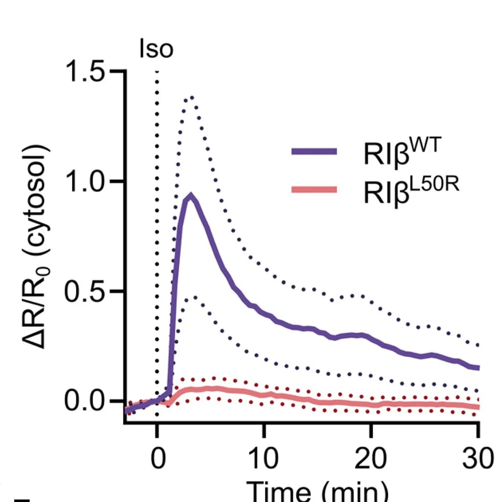 Open access visualization of Line Plot, Error Bars, Cells, RIβL50R, Cytosolic PKA signal