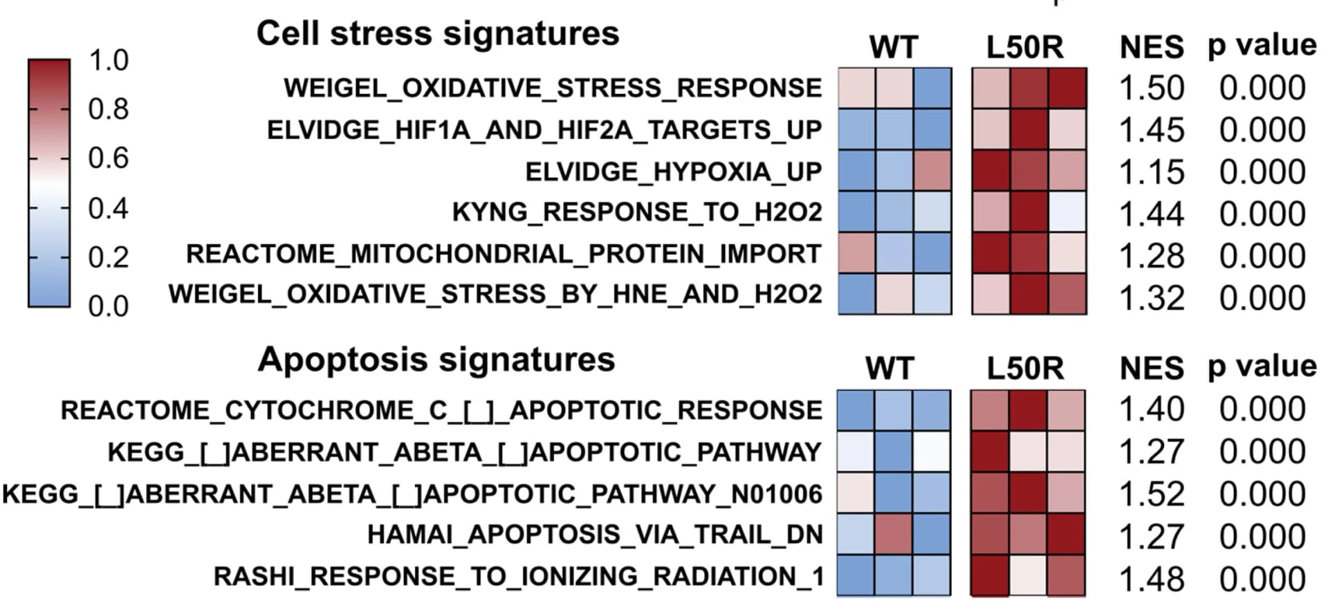 Open access visualization of Heatmap, Heat maps, Apoptosis, Cell Stress, Gene Set Enrichment