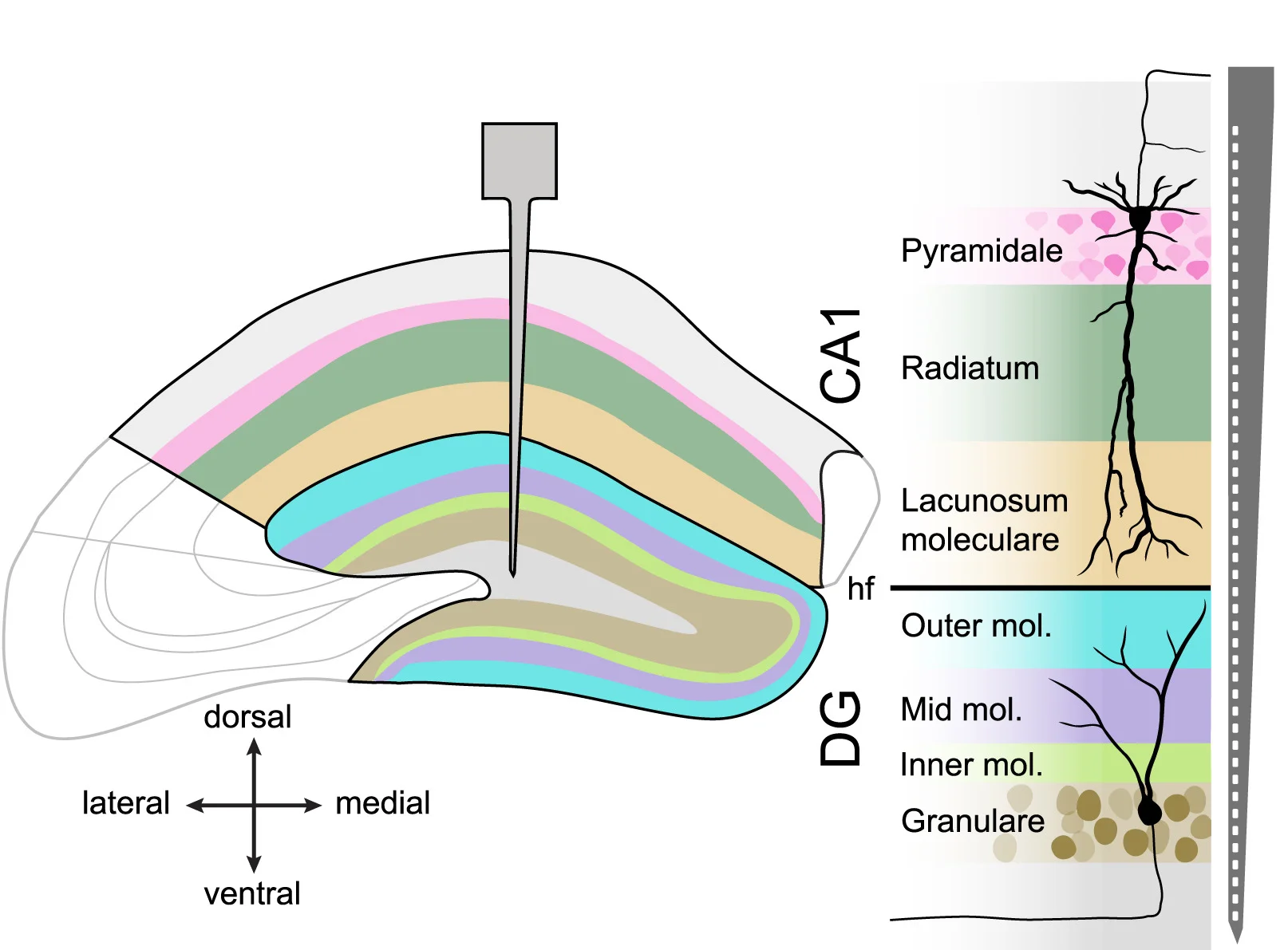Open access visualization of Illustration, Hippocampal Layers, Silicon Probe, CA1-DG Axis