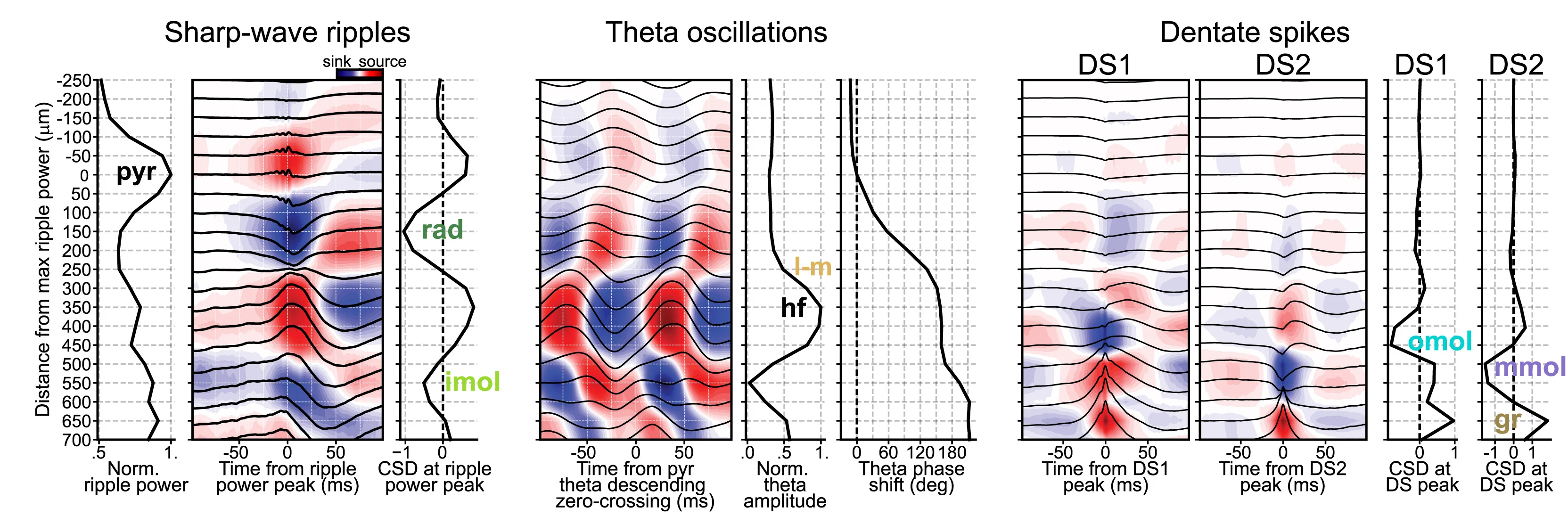 Open access visualization of Line Plot, Density Plot, Activity Profiles, Layer Determination, Sharp-Wave Ripple