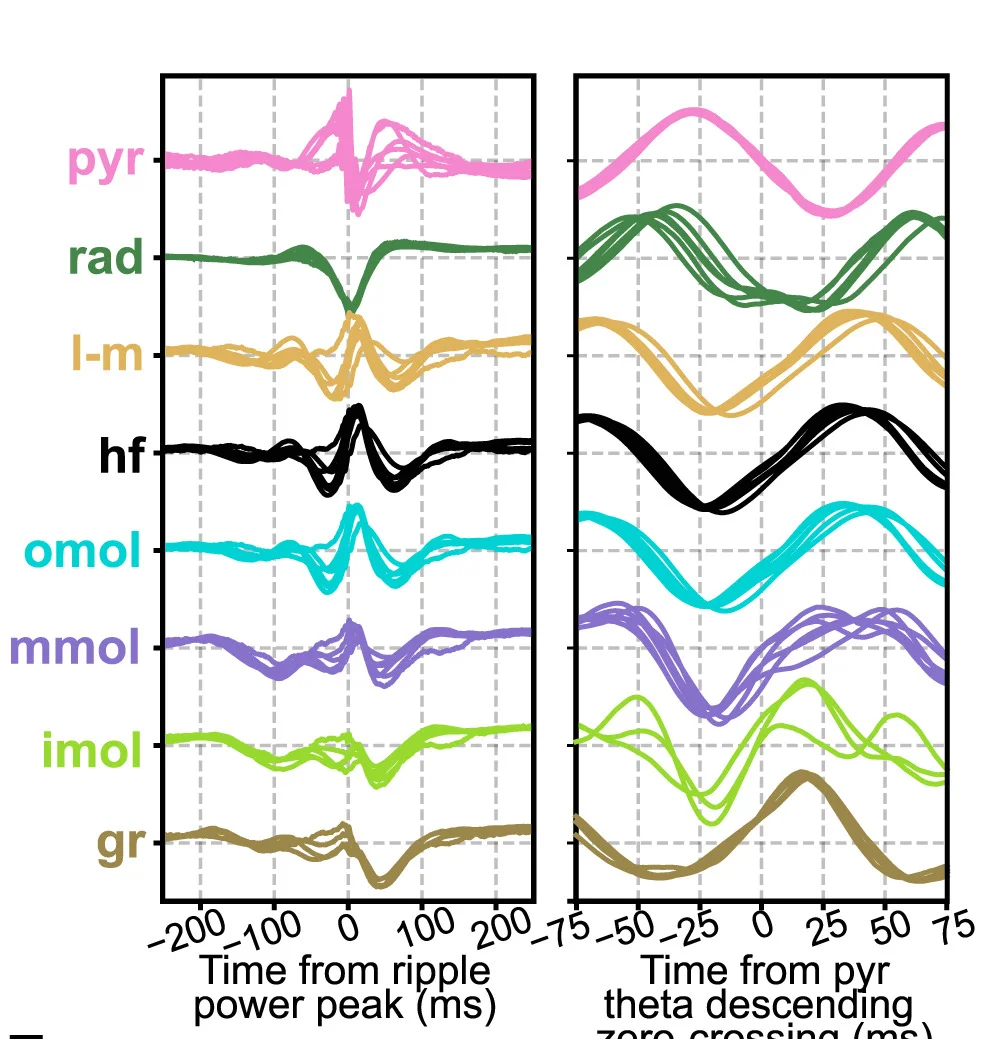 Open access visualization of Line Plot, Sharp-Wave, Theta Waveforms, CSD-Defined Layers