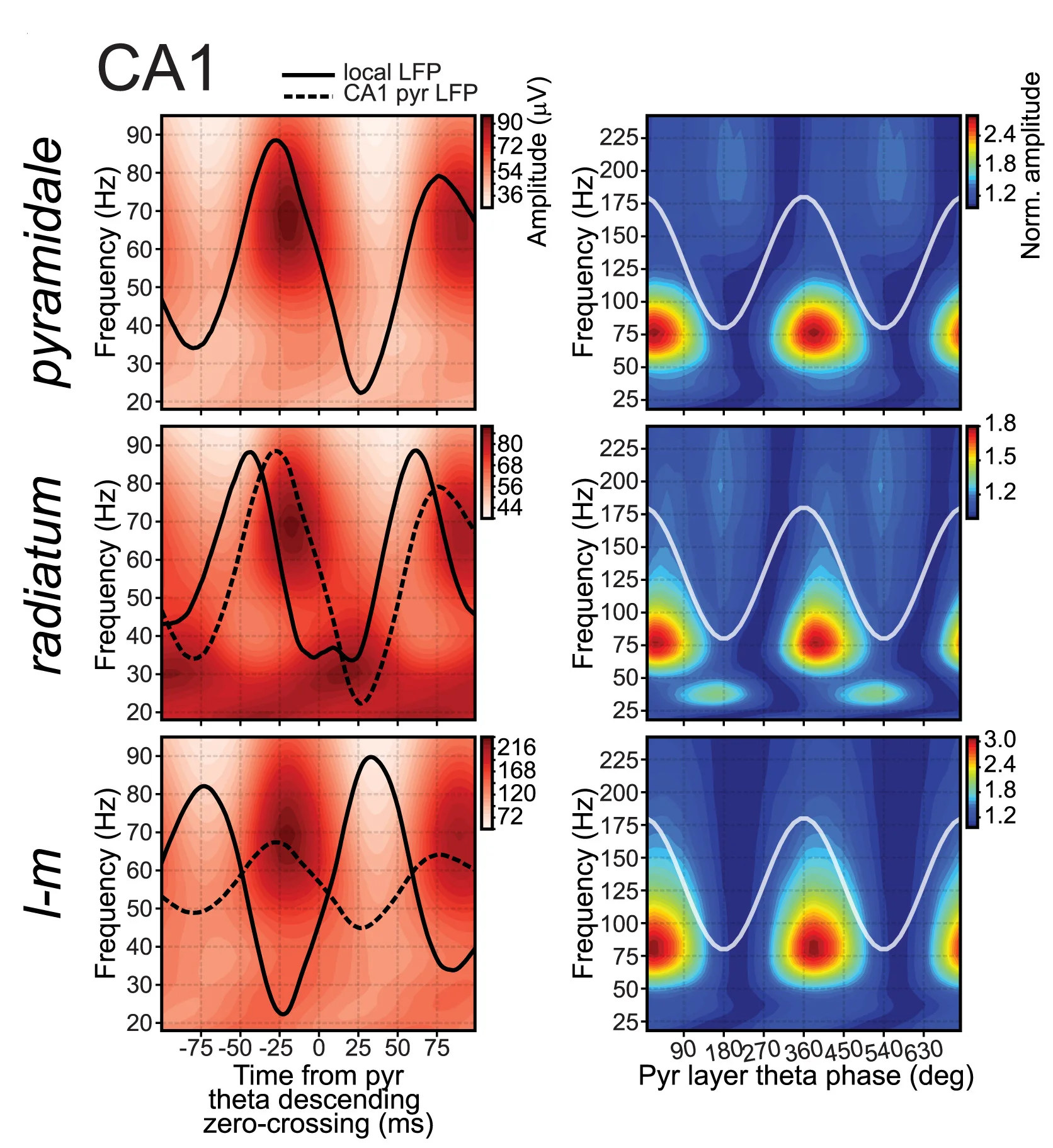 Open access visualization of Heatmap, Line Plot, Theta, Gamma Amplitudes, LFP