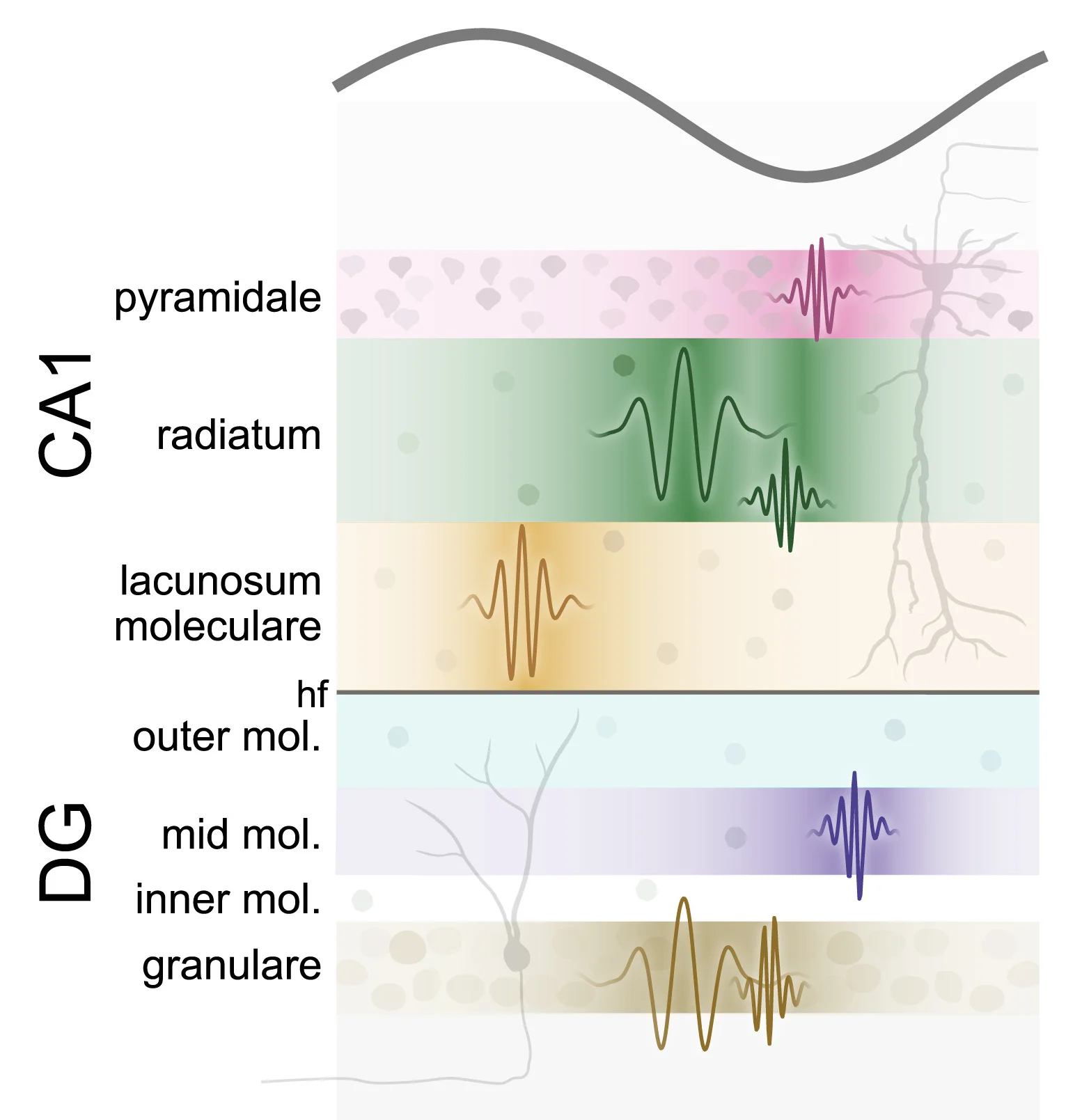 Open access visualization of Illustration, Workflow, Gamma Oscillations, Hippocampal Layers, Theta Phase