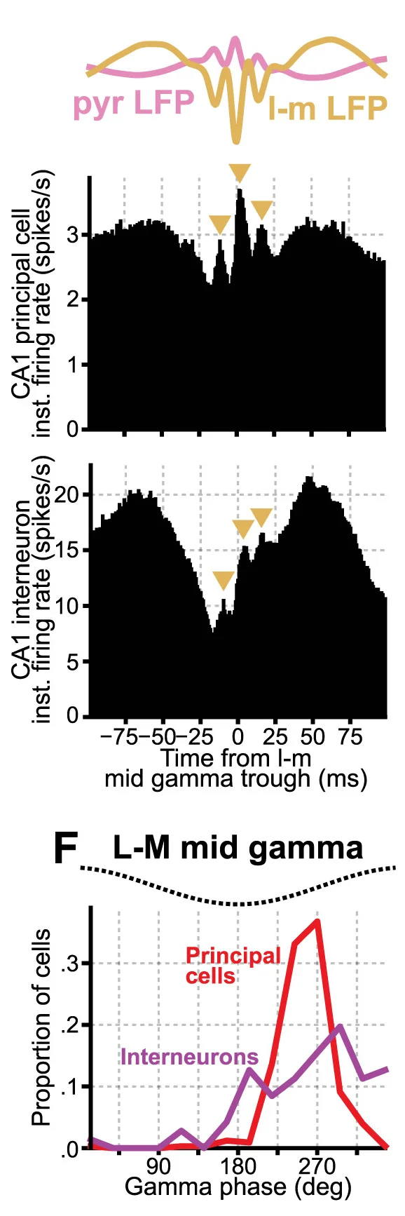 Open access visualization of Line Plot, Density Plot, LFP Averages, Slow Gamma Troughs, Principal Cells