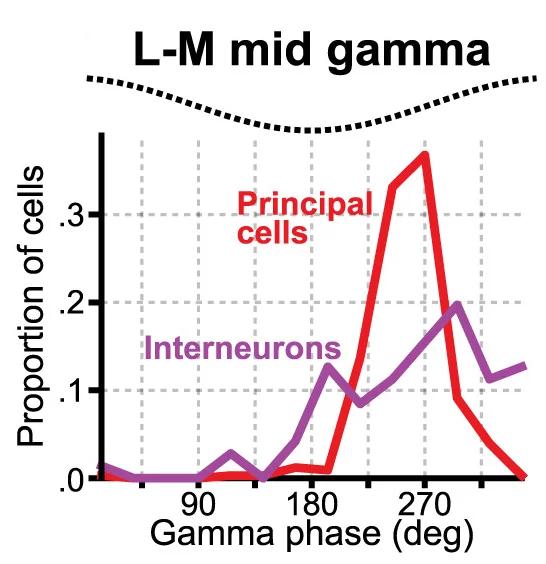 Open access visualization of Line Plot, Density Plot, Gamma Phase Histogram, Principal Cells, Interneurons