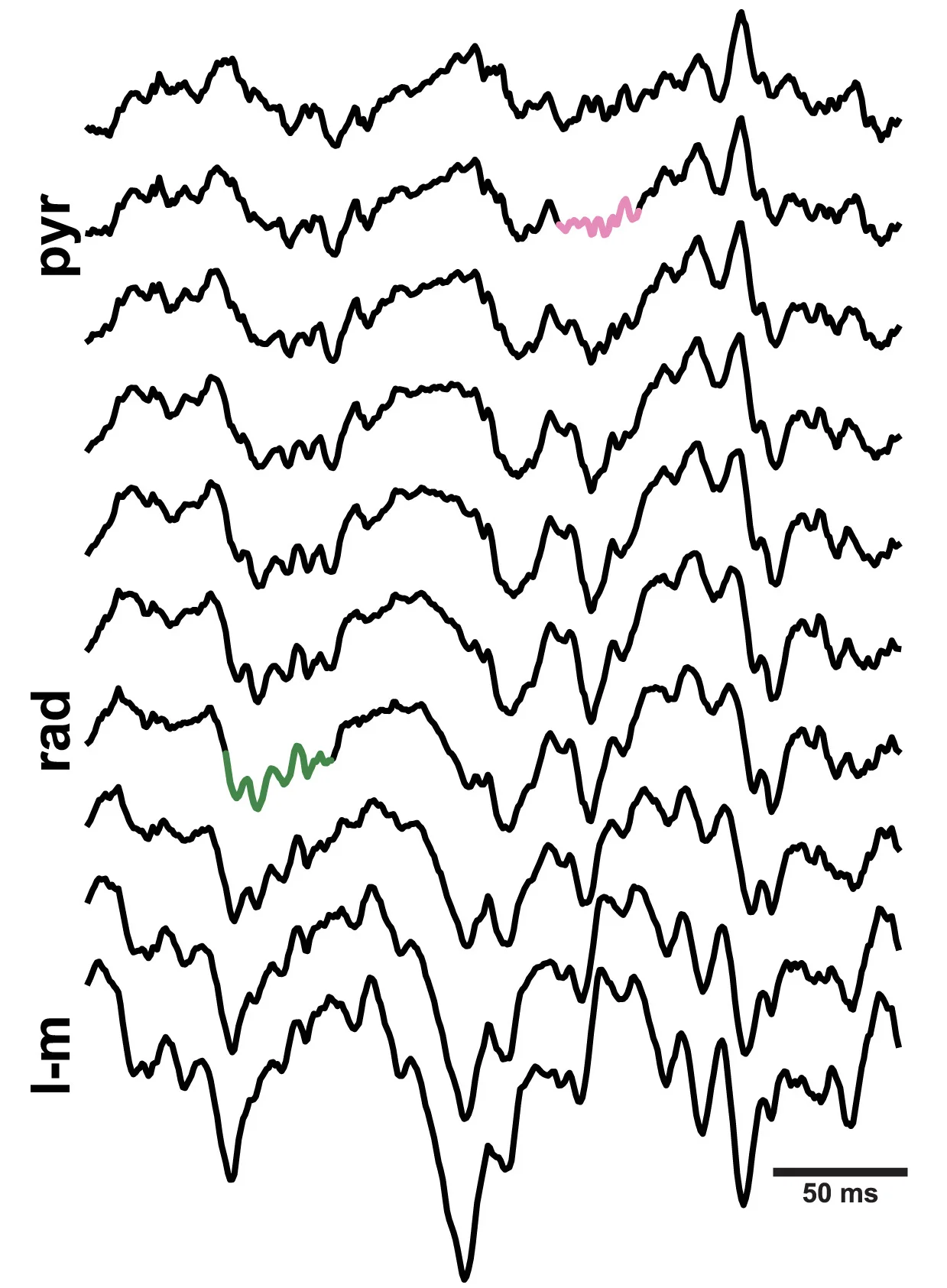 Open access visualization of Line Plot, Silicon Probe Recordings, Fast Gamma Oscillations