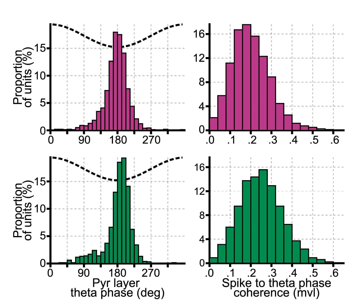 Open access visualization of Histogram, Line Plot, Theta Coupling, Deep Pyramidal Cells, Superficial Pyramidal Cells