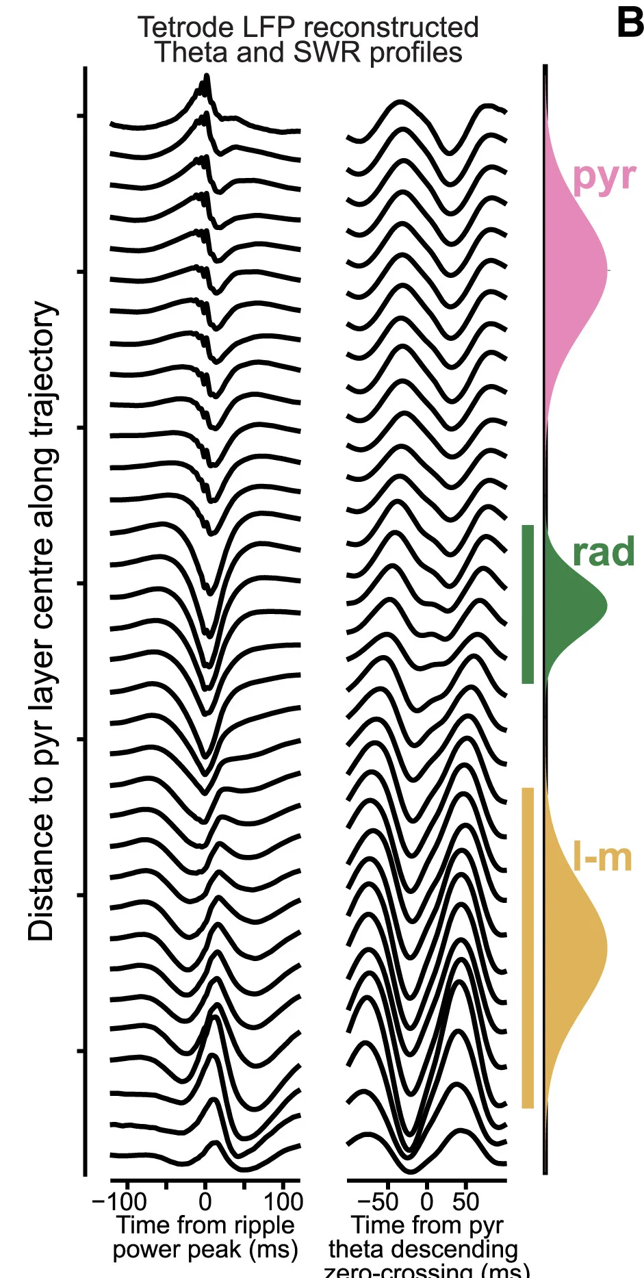 Open access visualization of Line Plot, Density Plot, CA1, Laminar Profile, Tetrode Recordings