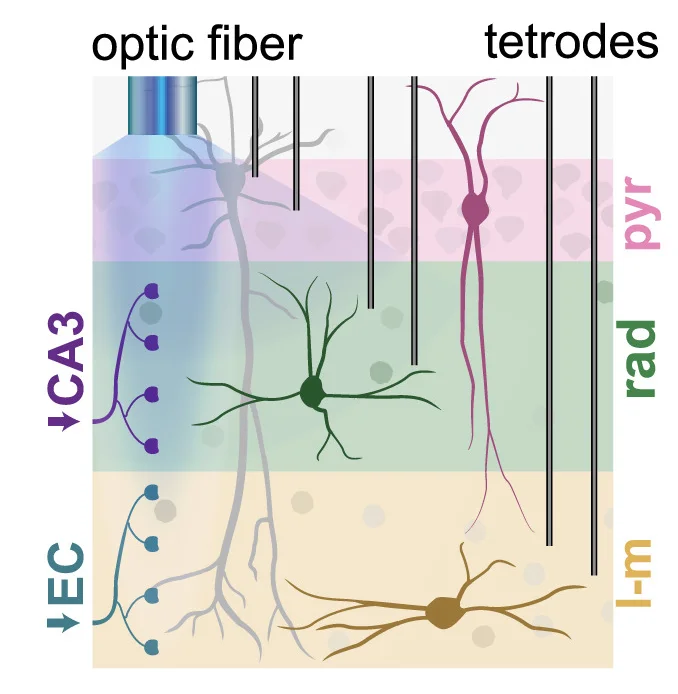 Open access visualization of Illustration, Radiatum Interneurons, Lacunosum-Moleculare Interneurons, Upstream Inputs, Optic Fibers