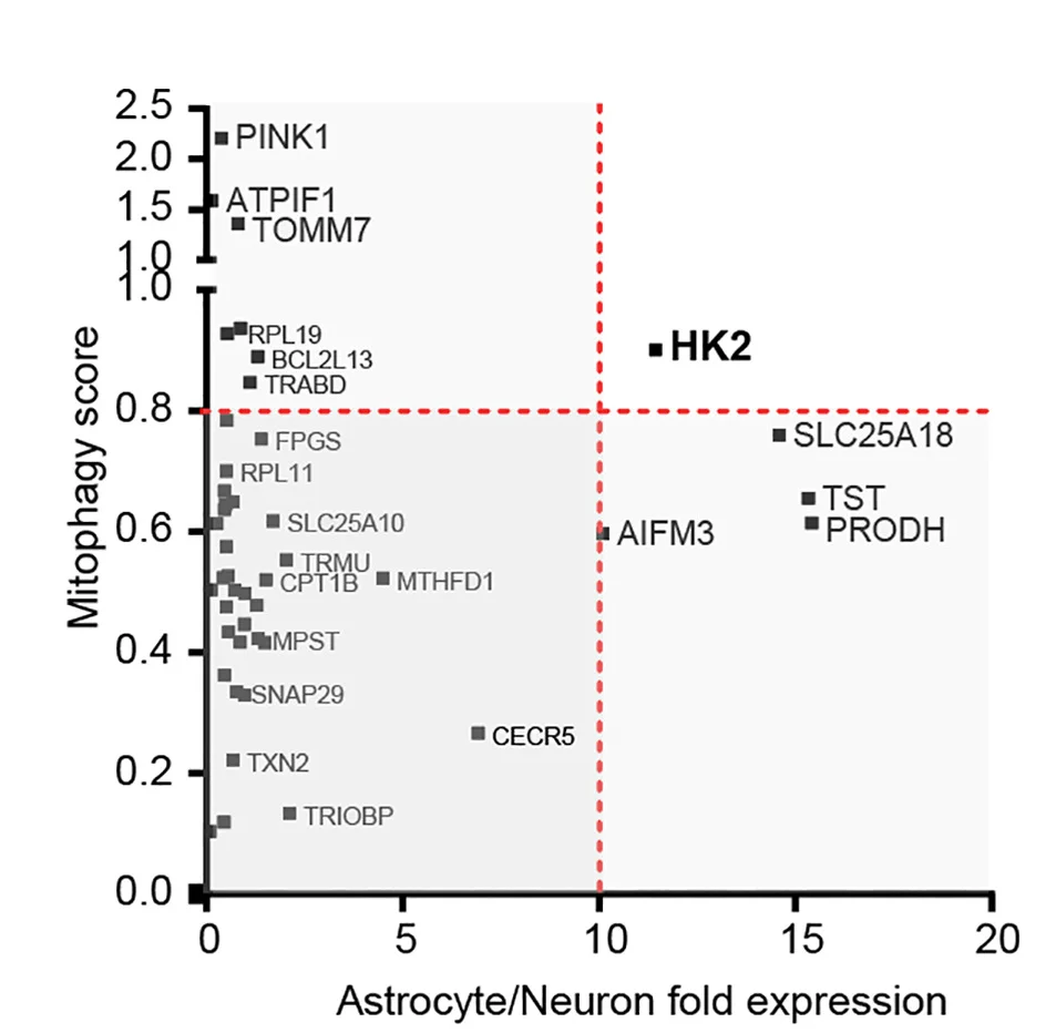 Open access visualization of Scatter Plot, Mitophagy Score, Mitochondrial Proteins, Astrocyte, Neuron