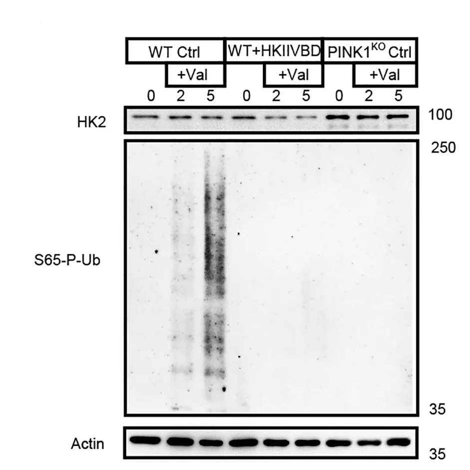Open access visualization of Gel, Western Blot, WT Astrocytes, PINK1KO Astrocytes, Valinomycin