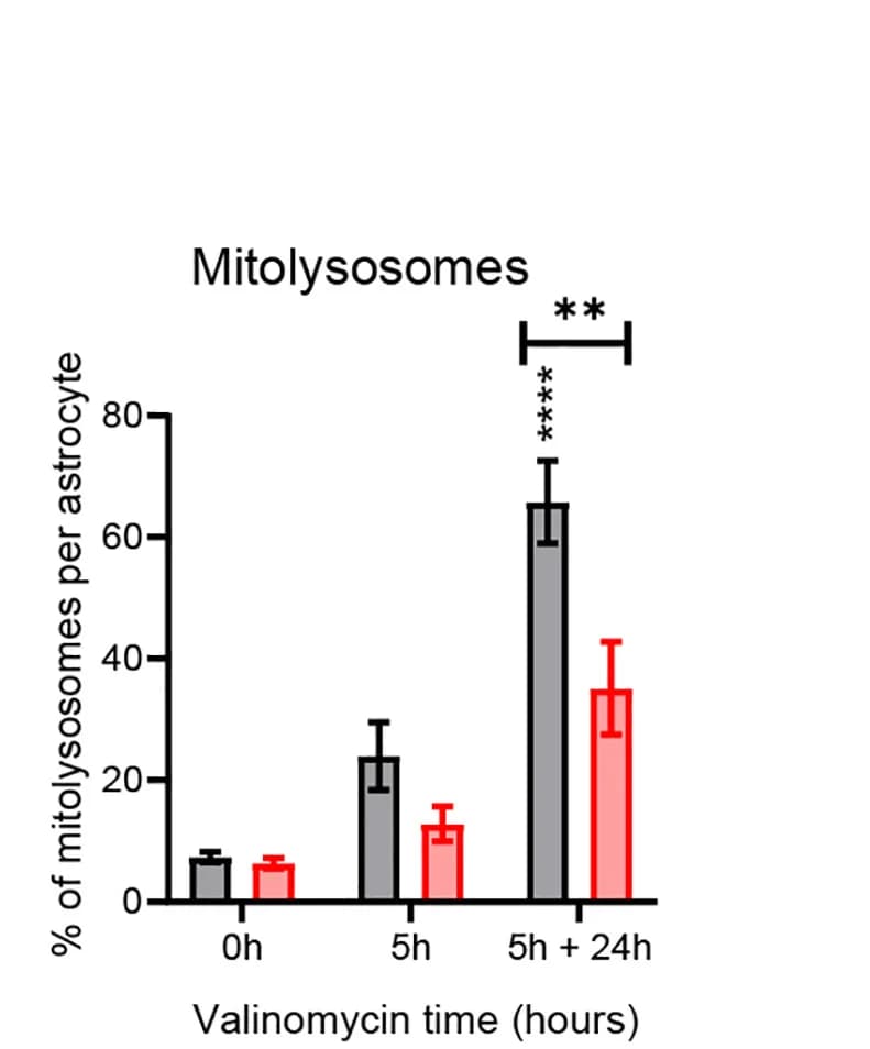 Open access visualization of Bar Plot, Error Bars, Clustered, Quantification, Mitolysosomes