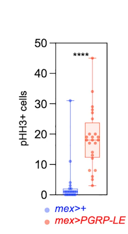 Open access visualization of Box Plot, Scatter Plot, Stem Cells, Mitosis, Midgut