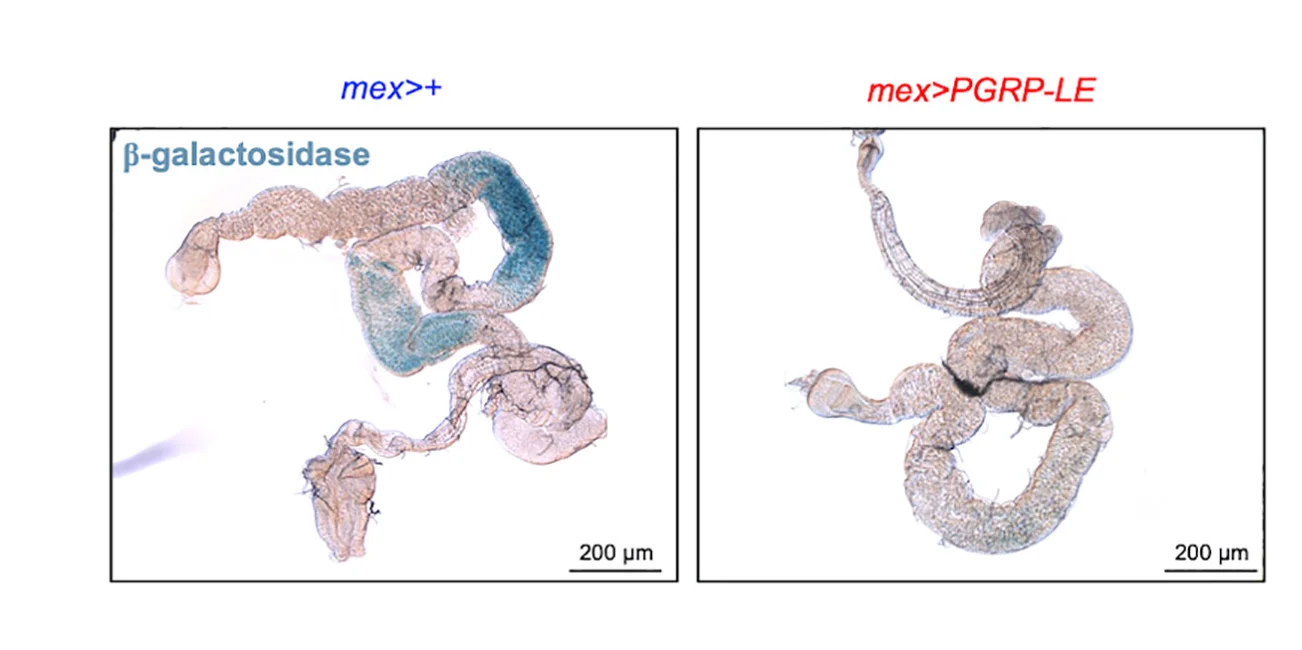 Open access visualization of Microscopy, X-gal Stains, β-galactosidase, Midguts, Brush Border