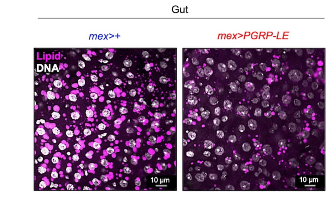 Open access visualization of Microscopy, Bodipy Stains, Intestines, Neutral Lipids, DAPI