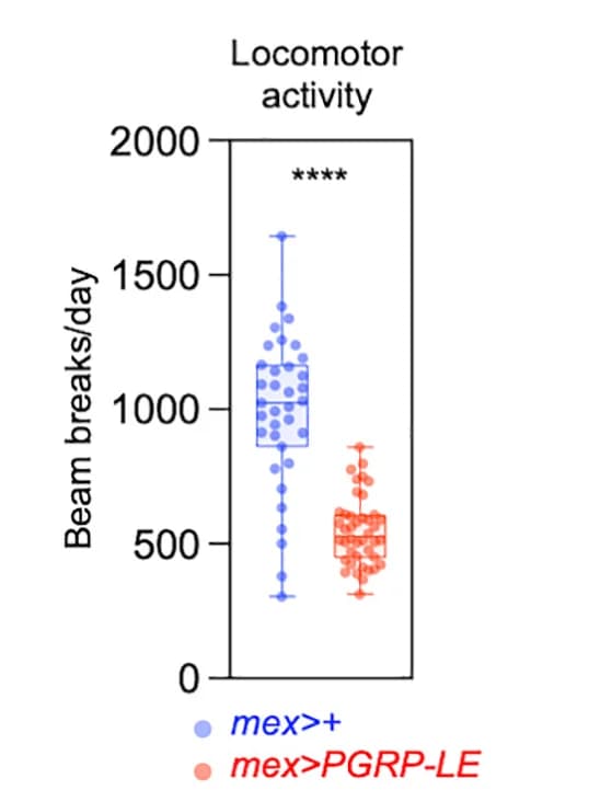 Open access visualization of Box Plot, Scatter Plot, Locomotor Activity, DAM2 Drosophila Activity Monitors, Infrared Beam Breaks