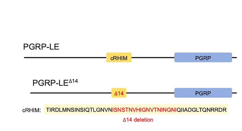 Open access visualization of Illustration, PGRP-LE, Receptor, cRHIM, Peptidoglycan Recognition Protein