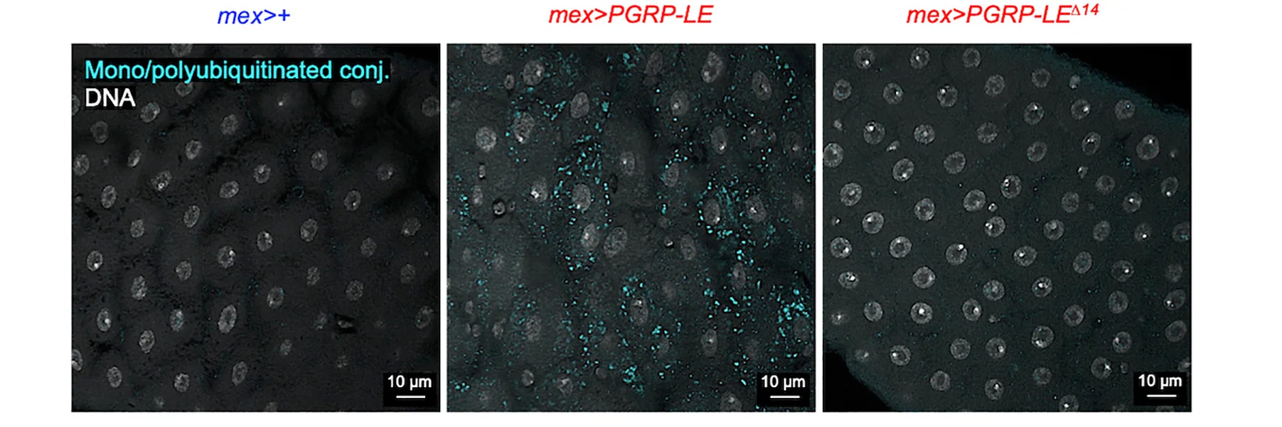 Open access visualization of Microscopy, Receptor, ECs, mex-GAL4driver, PGRP-LE