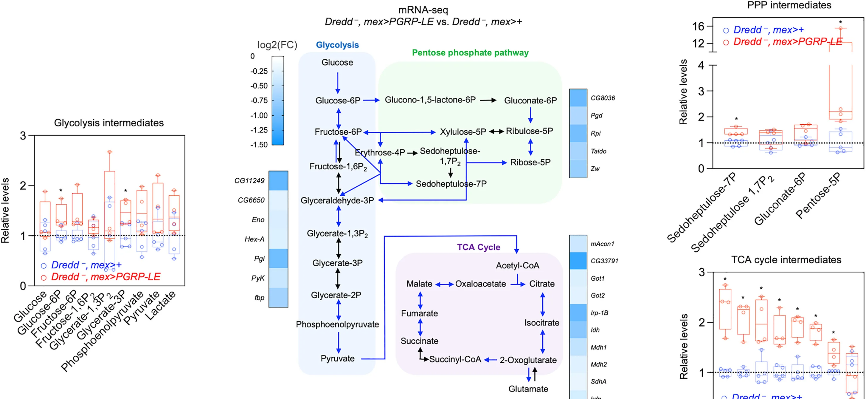 Open access visualization of Box Plot, Workflow, Heatmap, mRNA-seq, Metabolomics