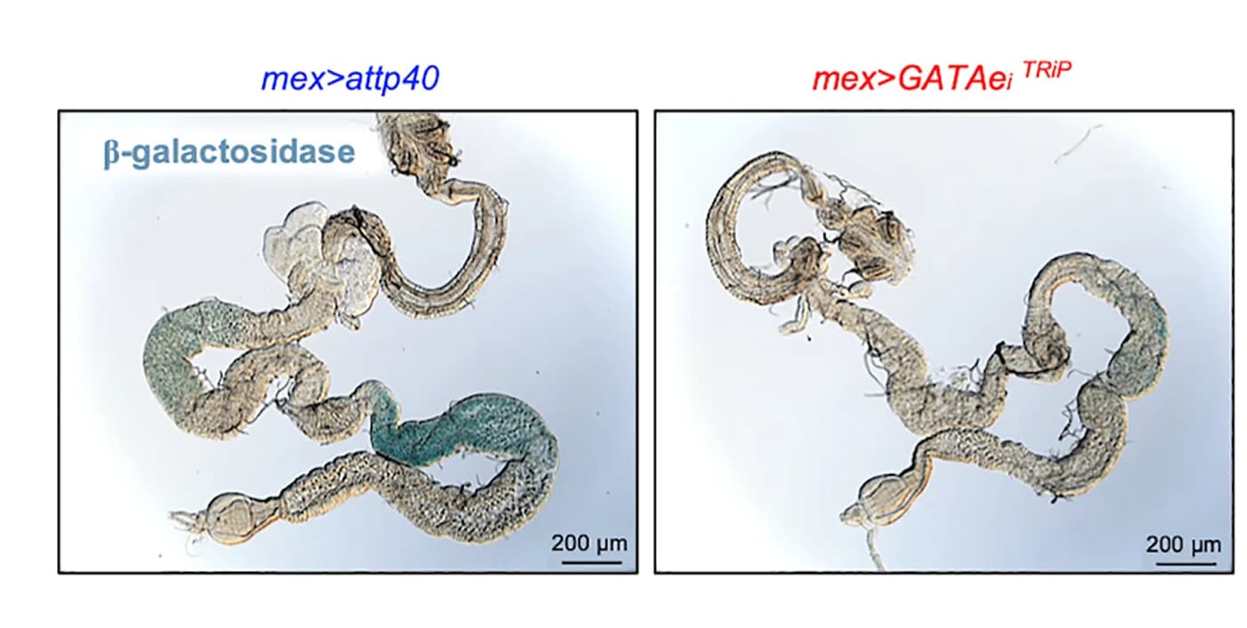 Open access visualization of Microscopy, X-gal Stains, Brush Border β-galactosidase, Intestine